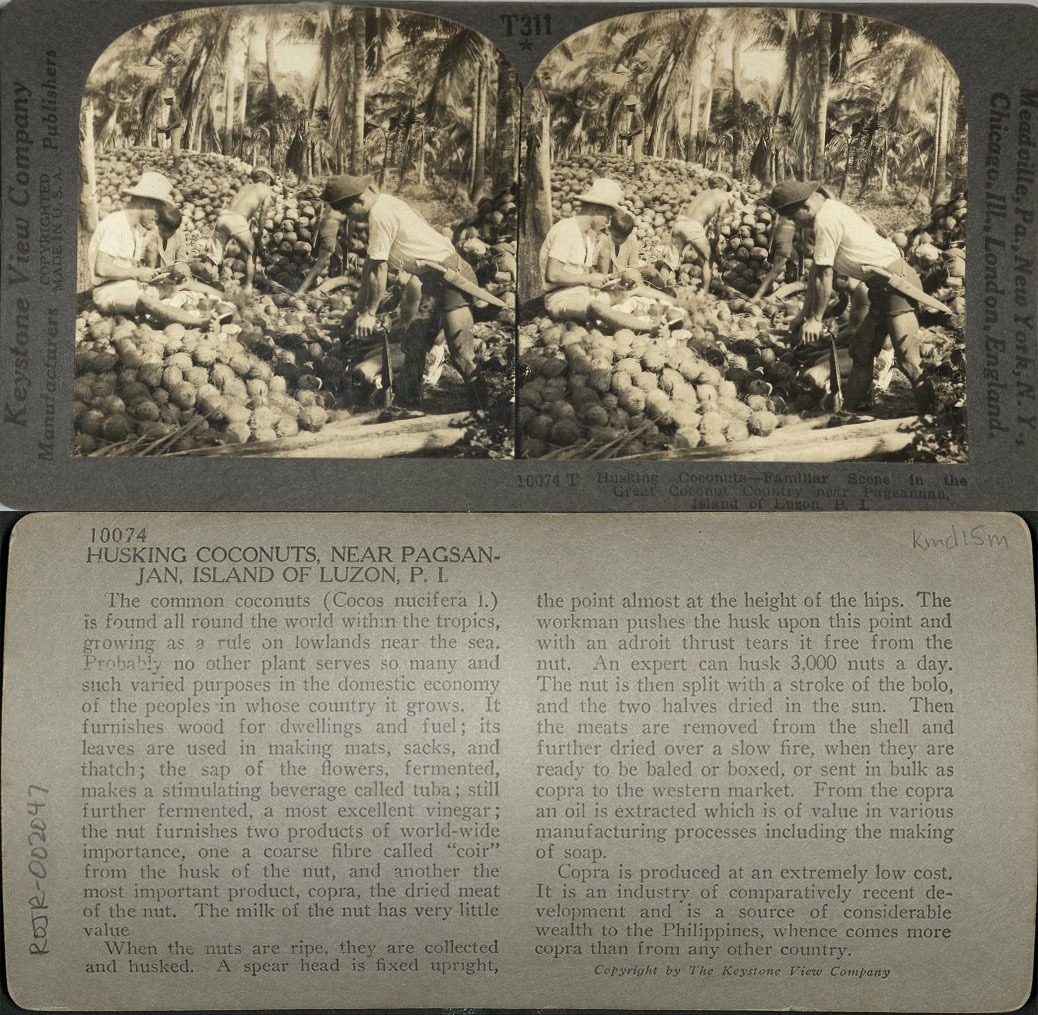 Husking Coconuts – Familiar Scene in the Great Coconut Country near Pagsanjan, Island of Luzon, P. I.